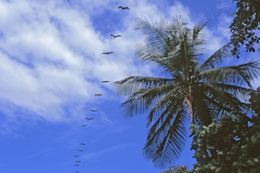 Corcovado Birds Costa Rica