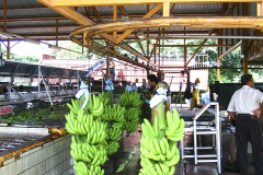 Banana Processing 1  - zcosta-rica- IMG_6023