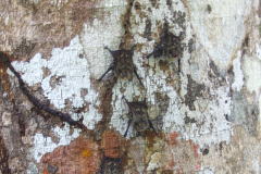 Bats On A Tree - zcosta ricaIMG_6088