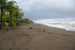 Caribbean Shoreline - zcosta ricaIMG_6139