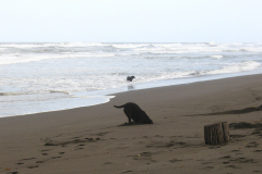Dogs on Caribbean Shoreline - zcosta ricaIMG_6143