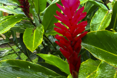 Plant Life In Garden - zcosta ricaIMG_6165