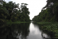 Tortuguero Canal - zcosta ricaIMG_6197