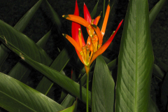 Plant Life 1 - zcosta ricaIMG_6391