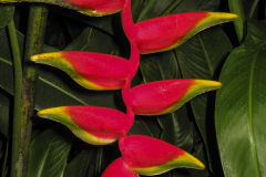 Plant Life 2 - zcosta ricaIMG_6396