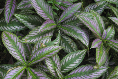 Plant Life 3 - zcosta ricaIMG_6398