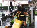 Banana Processing  2 - zcosta-ricaIMG_6028