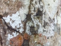 Bats On A Tree - zcosta ricaIMG_6088