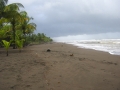 Caribbean Shoreline - zcosta ricaIMG_6139