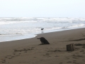 Dogs on Caribbean Shoreline - zcosta ricaIMG_6143