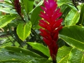 Plant Life In Garden - zcosta ricaIMG_6165