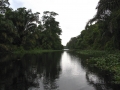 Tortuguero Canal - zcosta ricaIMG_6197