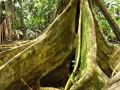 Tree In Rain Forest - zcosta ricaIMG_6220