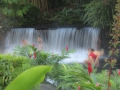 Bathing in Steam of Tabacon Hot Springs - zcosta ricaIMG_6381