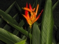 Plant Life 1 - zcosta ricaIMG_6391