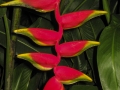 Plant Life 2 - zcosta ricaIMG_6396