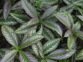 Plant Life 3 - zcosta ricaIMG_6398