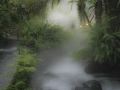 Steam of Tabacon Hot Springs - zcosta ricaIMG_6410