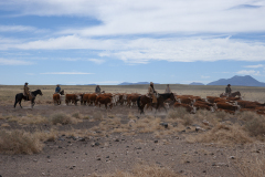 Northern Arizona Cowboys