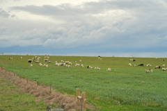 DSC04194