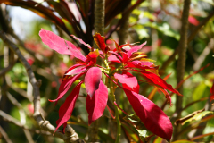 SONY DSC