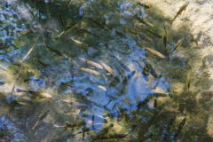 DSC00659