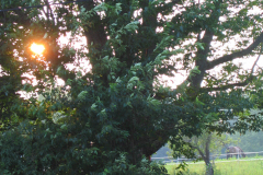 IMG_5165