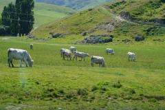 DSC02463
