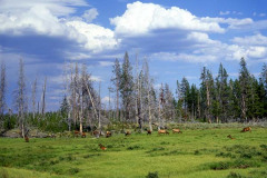 Elk Herd Yellowstone