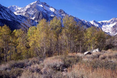 Rocky Mountains And Aspens