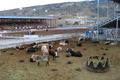 Cody Wyoming Rodeo Before Performance