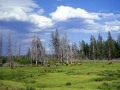 Elk Herd Yellowstone