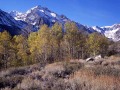 Rocky Mountains And Aspens