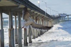 DSC03067 - OB Pier High Waves and Gull