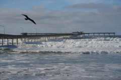 DSC03121 - OB Pier High Waves and Gull
