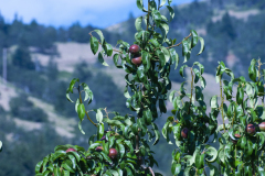 Cherries