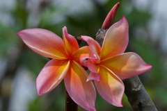 Jean Morange