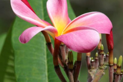 Kaneoae Sunburst