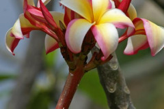 Pua Kahea