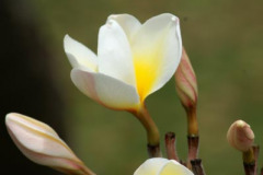 Yellow Shell
