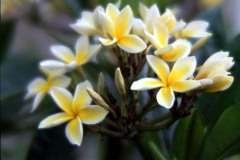 Yellow Plumeria