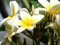 Common Yellow