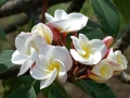 Gardenia