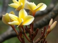 Gold Type