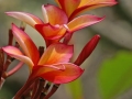 Pauahi Alii