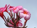 Plastic Pink