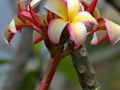 Pua Kahea