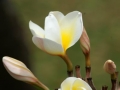 Yellow Shell