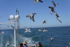 Sea Gulls Following The Fishing Boat For Scraps