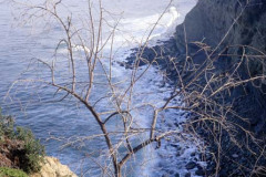 LaJolla Cliffs